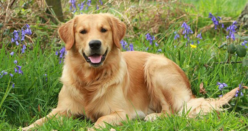 سرزمین سگ ها: برترین مرجع فروش سگ گلدن رتریور در اینستاگرام
