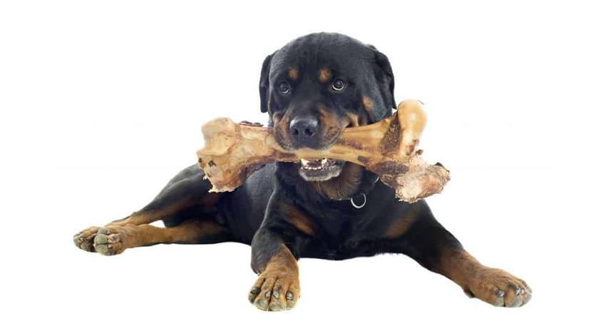 نکات مهم در تغذیه سگ روتوایلر 