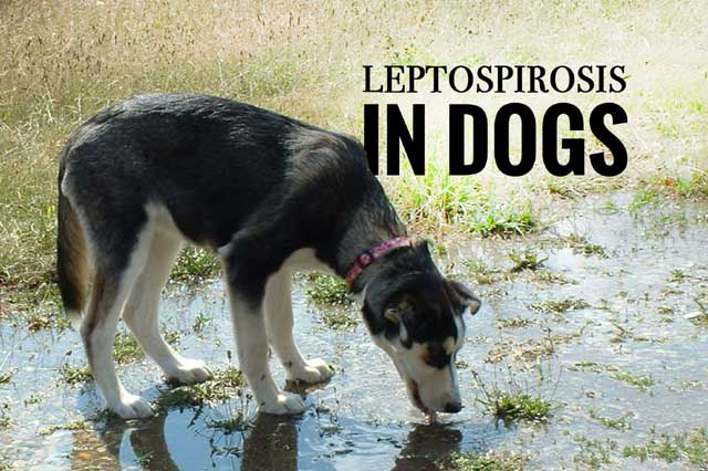 بیماری لپتوسپیروزیس در سگ ها