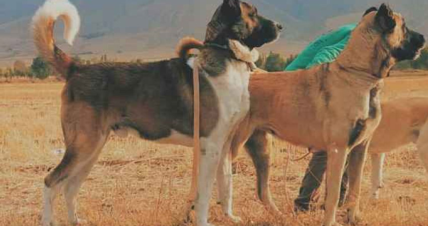 آیا سگ سرابی نگهبان توان مقابله با گرگ را دارد؟