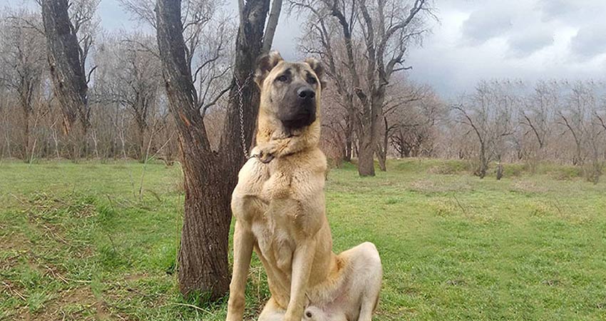 سگ نگهبان باغ در ایران