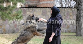 عکس بزرگترین سگ سرابی ایران