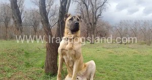 سگ نگهبان باغ در ایران