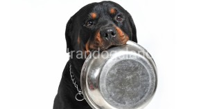 غذای سگ روتوایلر | راهنمای انتخاب غذای مناسب برای سگ روتوایلر