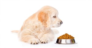 جامع ترین راهنمای غذای سگ گلدن رتریور | هرآنچه باید درباره عذای گلدن رتریور بدانید