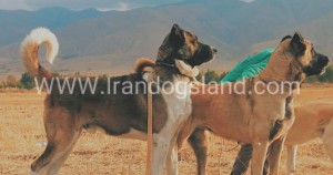 عکس بزرگترین سگ سرابی ایران