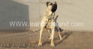 بهترین سگ سرابی ایران