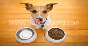 غذای سگ سرابی چیست؟
