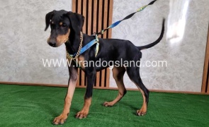 twlh-dwbrmn-doberman-136_9