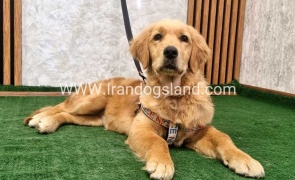 گلدن رتریور- GR47 twlh-gldn-rtrywr-golde-retriwer-70_8