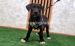 گریت دین بلک - GD146 گریت دین بلک - GD146