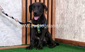 گریت دین بلک - GD150 twlh-gryt-dyn-greatdane-191_3