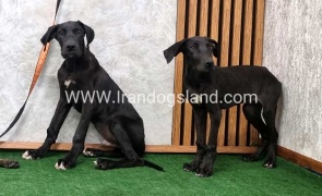 گریتدین قوی جثه - GD149 گریتدین قوی جثه - GD149