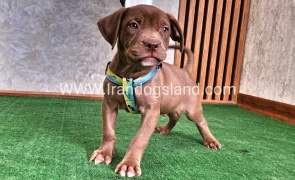 twlh-pytbwl-pitbull-114_7