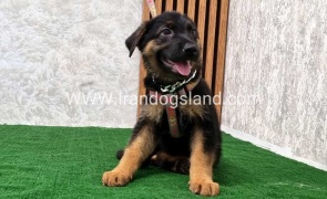 twlh-zhrmn-shprd-german-shepherd-120_1