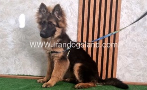 twlh-zhrmn-shprd-german-shepherd-146_5