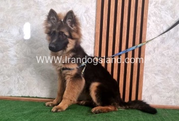 twlh-zhrmn-shprd-german-shepherd-146_5