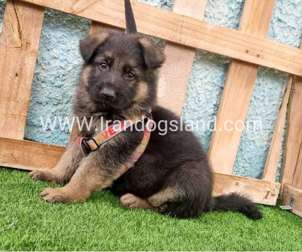 ---german-shepherd-100_1