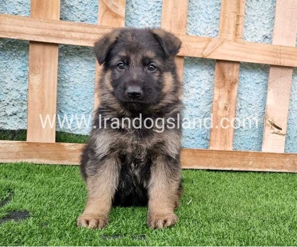 ---german-shepherd-100_5