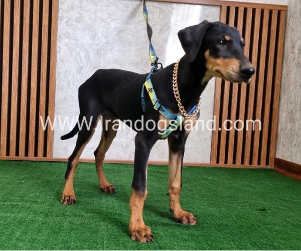 twlh-dwbrmn-doberman-136_7