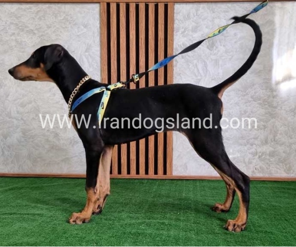 twlh-dwbrmn-doberman-136_8