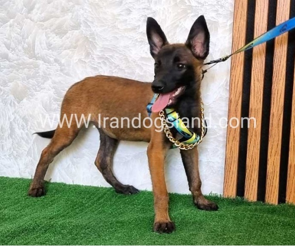 twlh-malynwyz-malinois-179_3