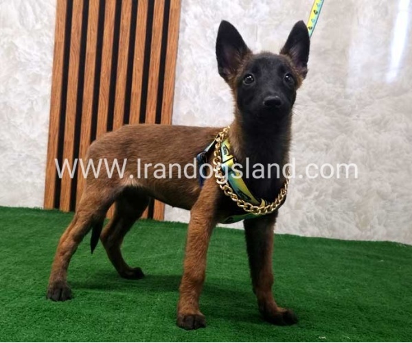 twlh-malynwyz-malinois-181_4