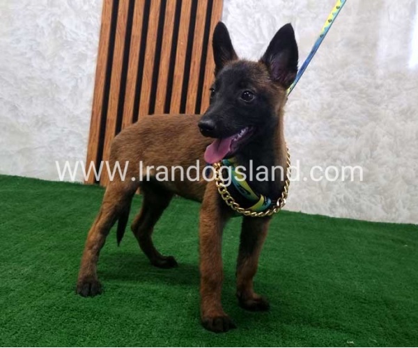 twlh-malynwyz-malinois-181_5