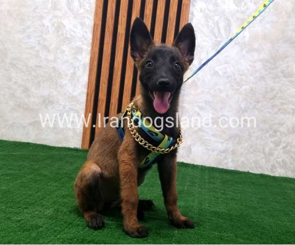 twlh-malynwyz-malinois-181_6