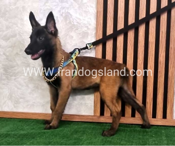 twlh-malynwyz-malinois-183_4