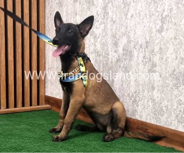 twlh-malynwyz-malinois-183_7