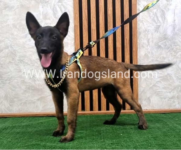 twlh-malynwyz-malinois-183_8