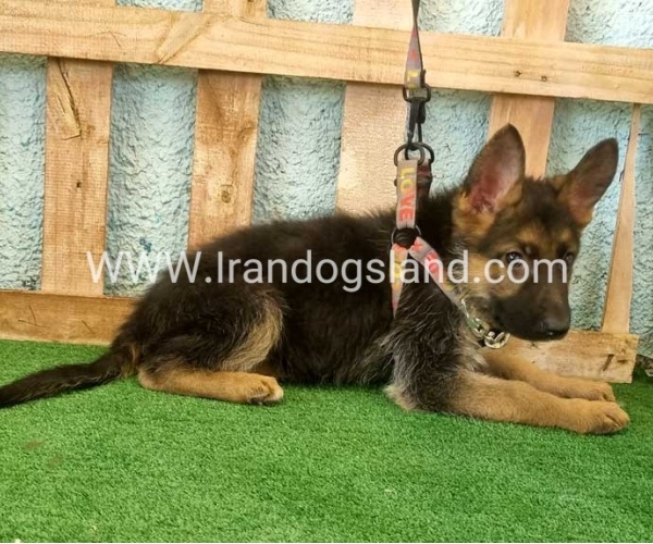 twlh-zhrmn-shprd-german-shepherd-112_1