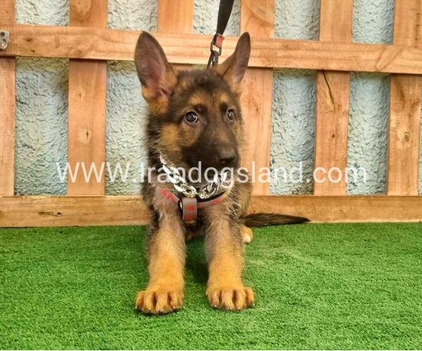 twlh-zhrmn-shprd-german-shepherd-112_2