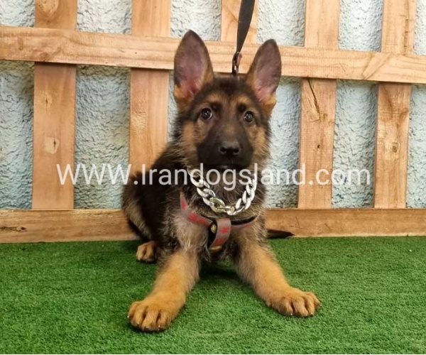 twlh-zhrmn-shprd-german-shepherd-112_3