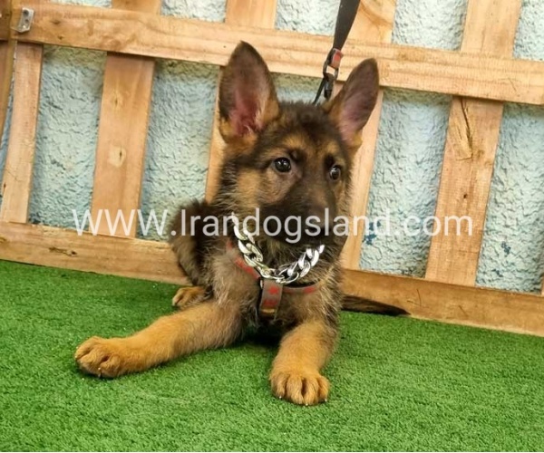 twlh-zhrmn-shprd-german-shepherd-112_4