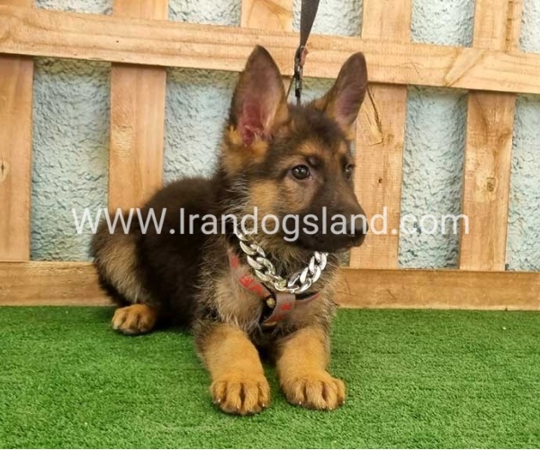 twlh-zhrmn-shprd-german-shepherd-112_5