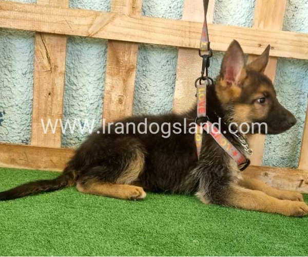 twlh-zhrmn-shprd-german-shepherd-112_7