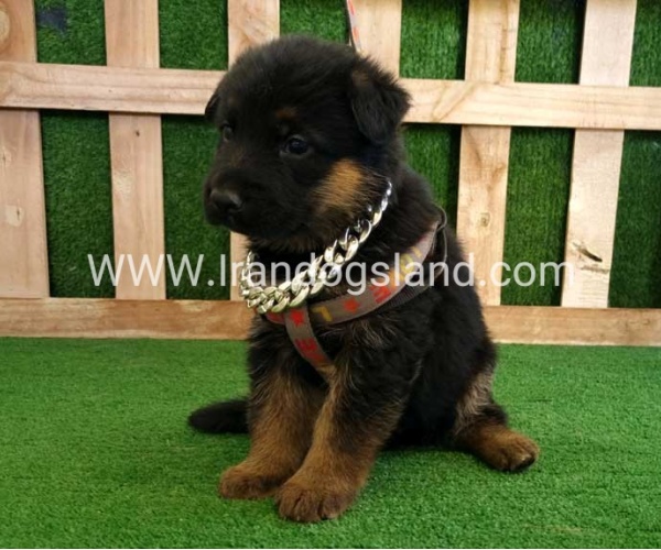 twlh-zhrmn-shprd-german-shepherd-115_4