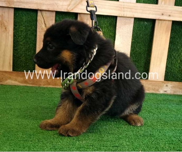 twlh-zhrmn-shprd-german-shepherd-115_9