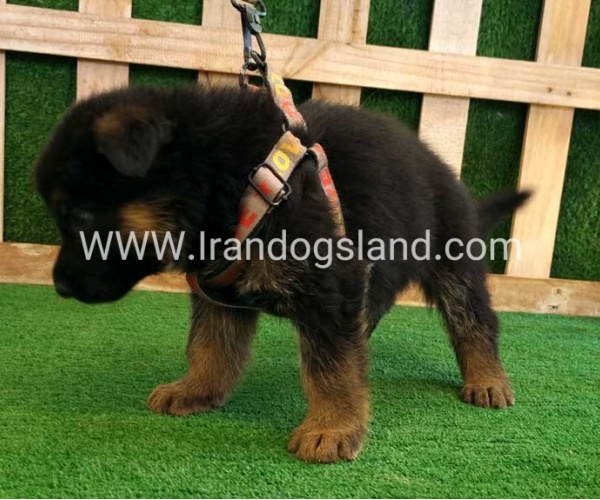 twlh-zhrmn-shprd-german-shepherd-116_3