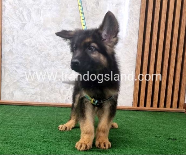 twlh-zhrmn-shprd-german-shepherd-141_1