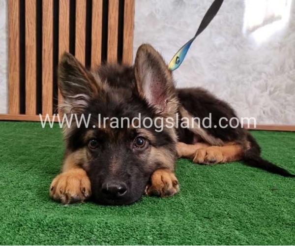 twlh-zhrmn-shprd-german-shepherd-144_2