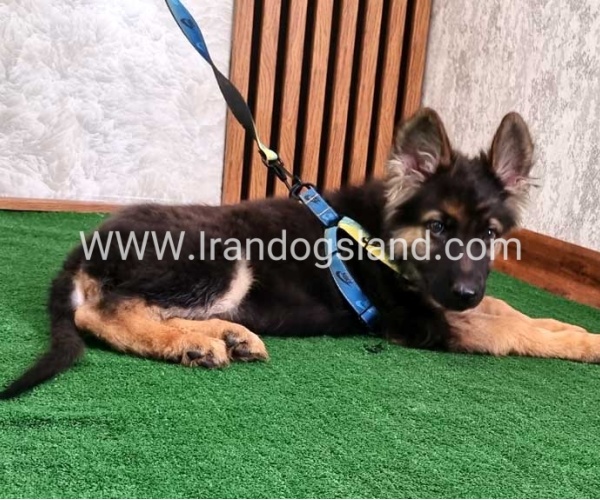 twlh-zhrmn-shprd-german-shepherd-144_4