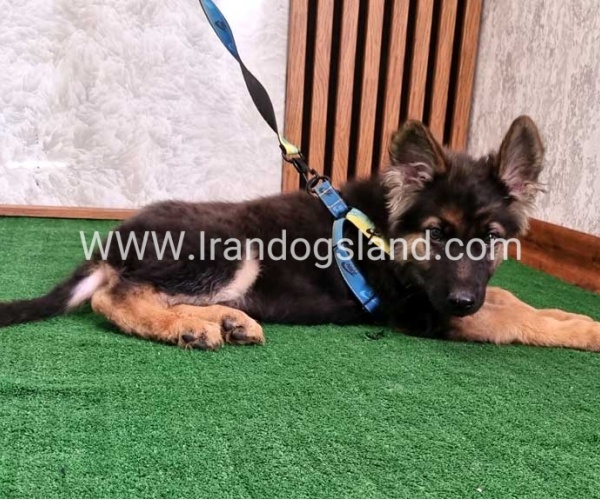 twlh-zhrmn-shprd-german-shepherd-144_5