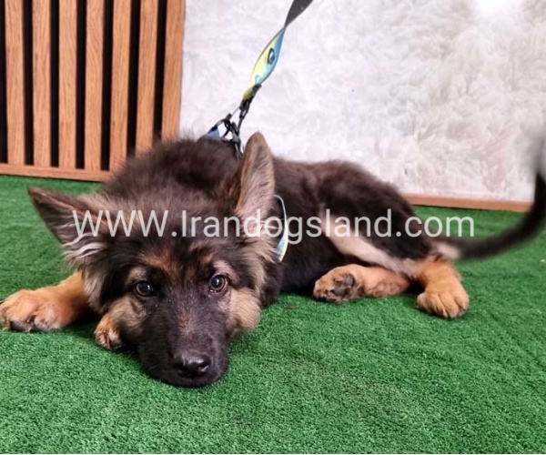 twlh-zhrmn-shprd-german-shepherd-144_6