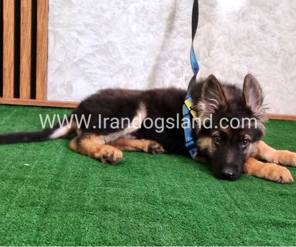 twlh-zhrmn-shprd-german-shepherd-144_8