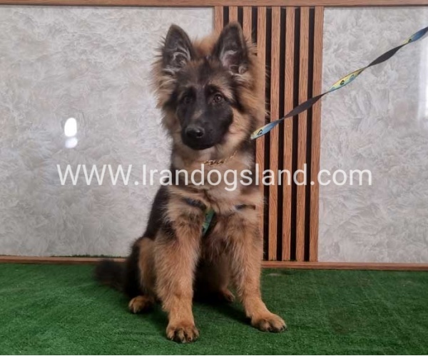 twlh-zhrmn-shprd-german-shepherd-146_1