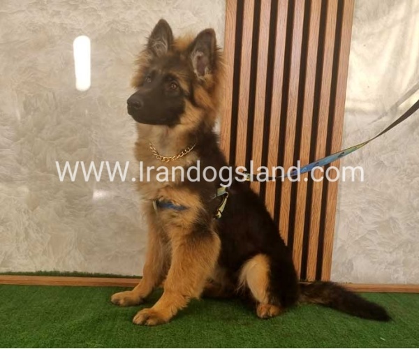 twlh-zhrmn-shprd-german-shepherd-146_11