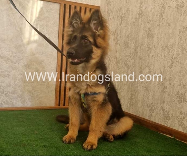 twlh-zhrmn-shprd-german-shepherd-146_12